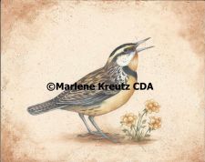 0115 Meadowlark Tuesday 6-10pm